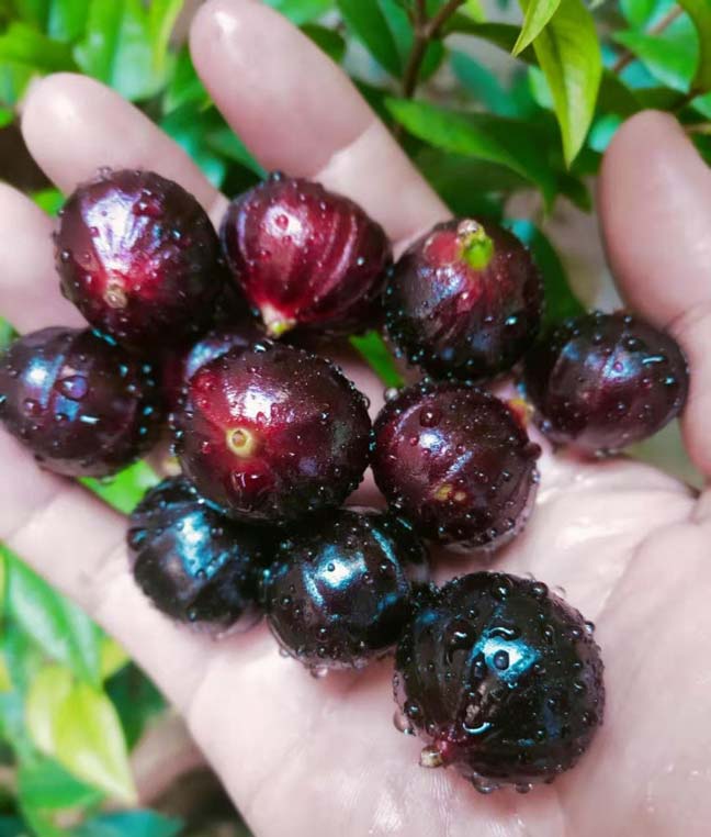 Jaboticaba Black Pearl