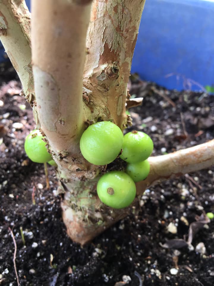 Jaboticaba Red Hybrid Fruit ripening stages