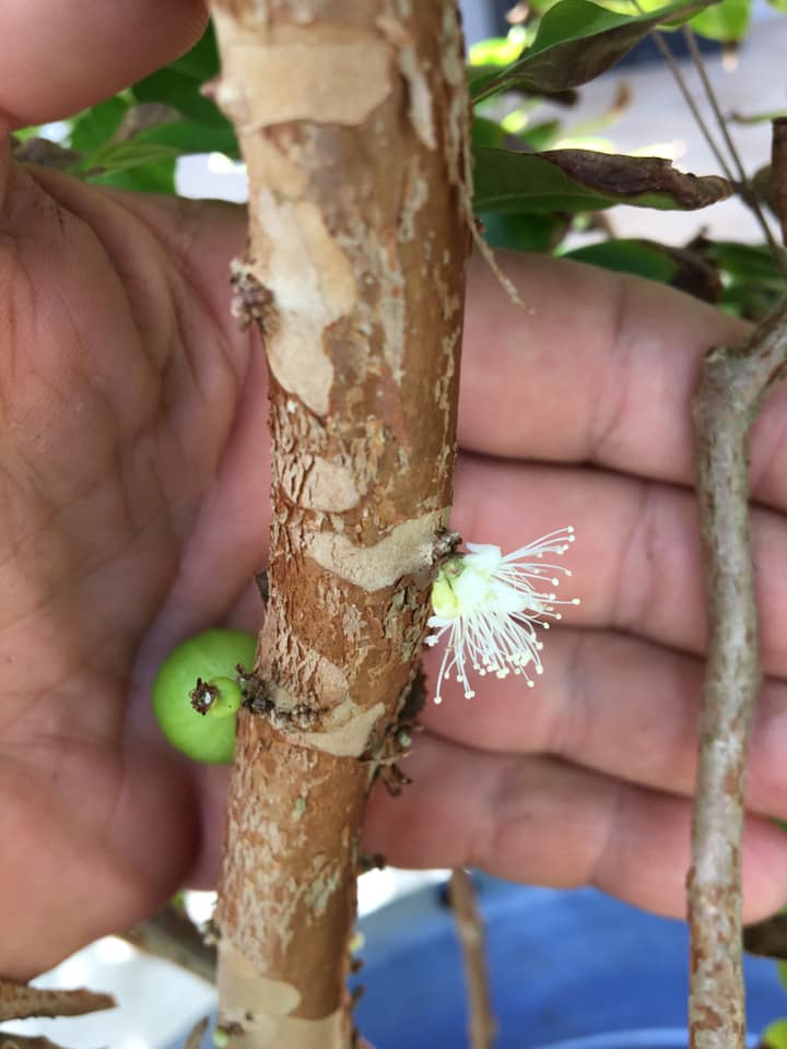 Jaboticaba Red Hybrid Flower