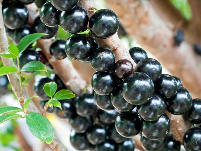Sabara Fruit