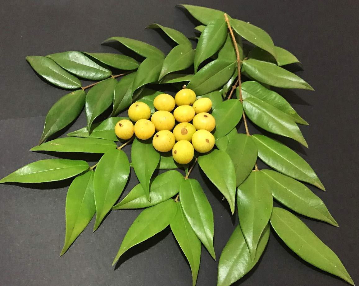 Yellow Jaboticaba 04