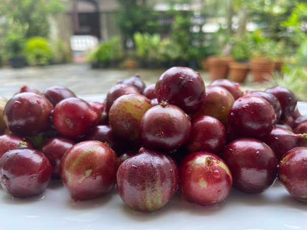 Jaboticaba Escarlate Fruits