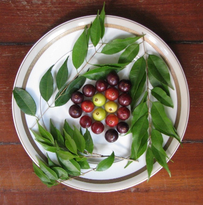 Plinia Rivularis Fruit and leaves