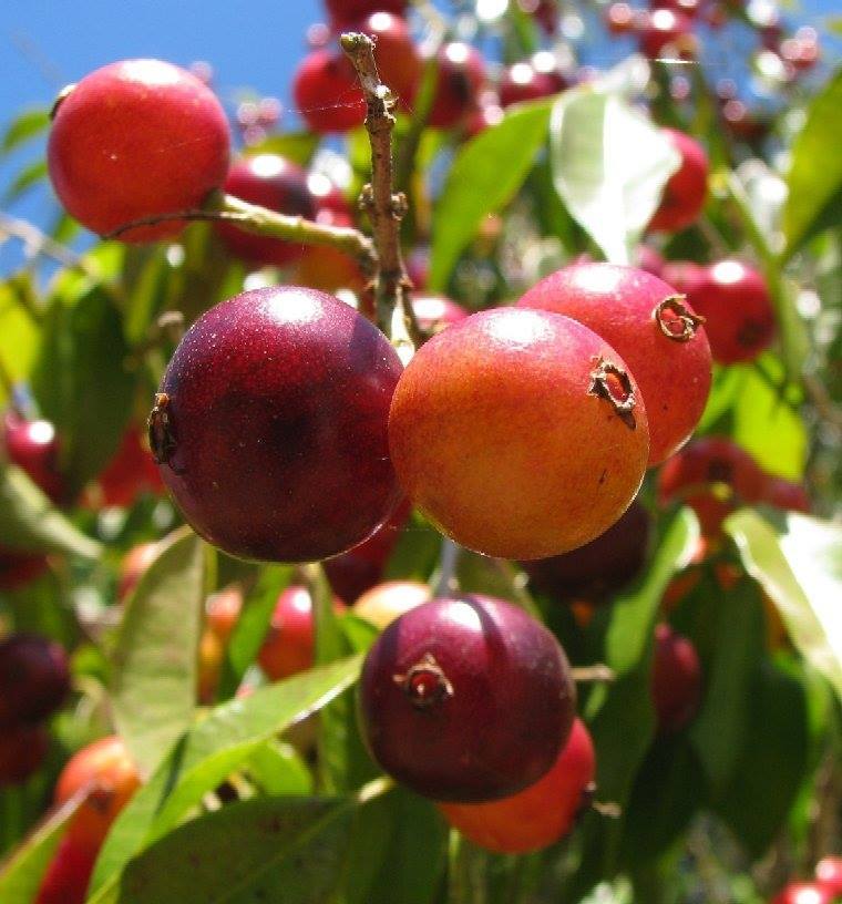 A big Plinia Rivularis Tree in Brazil