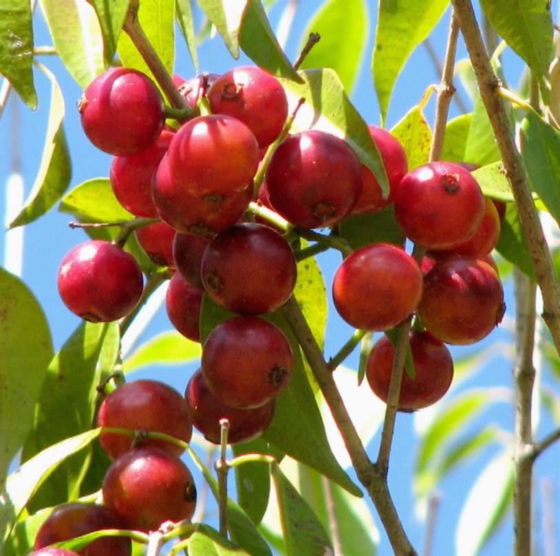 Bunch of Rivularis fruits