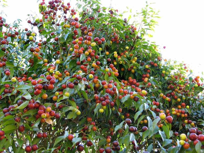 Its an eye catching show on a fruited Plinia Rivularis