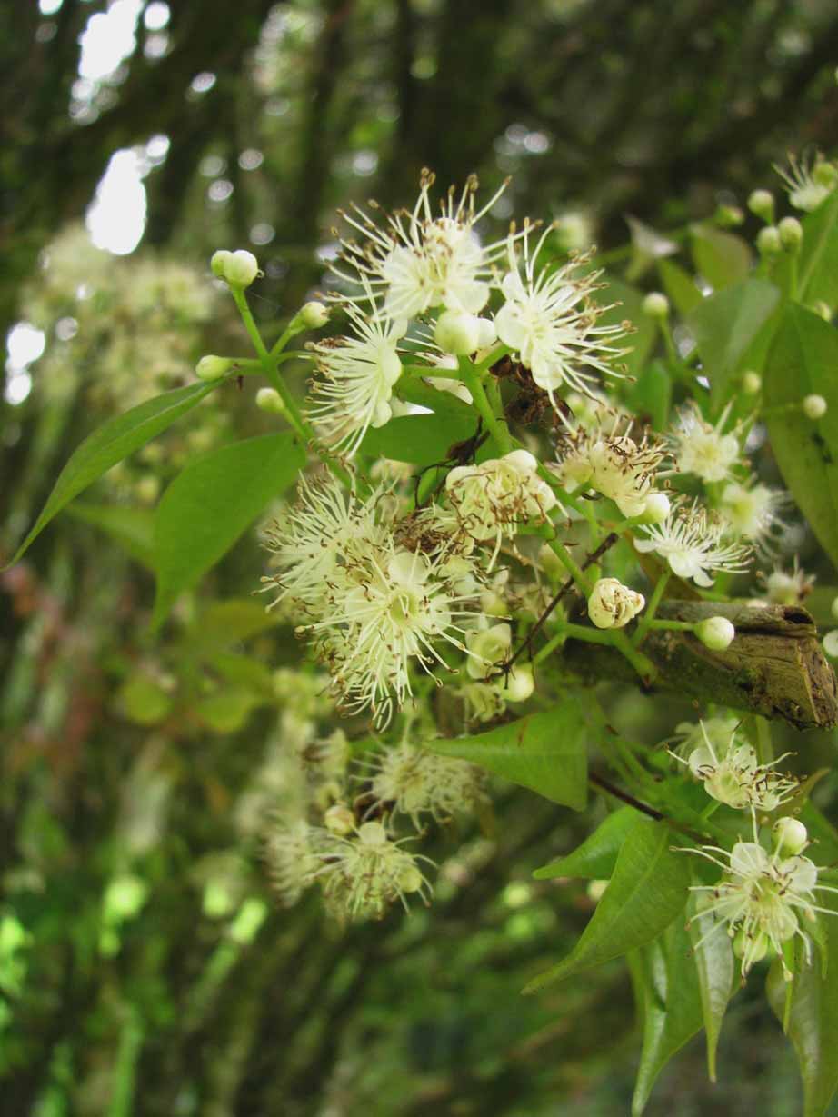 Plinia Rivularis flower