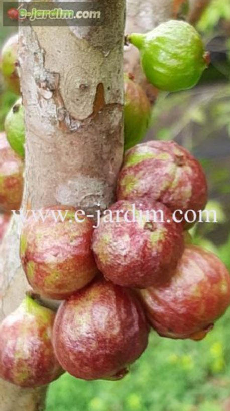 Plinia Phitrantha Rosa de peacock
