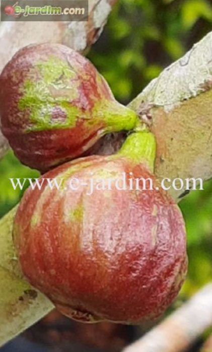 Plinia Phitrantha Long Neck Fruits