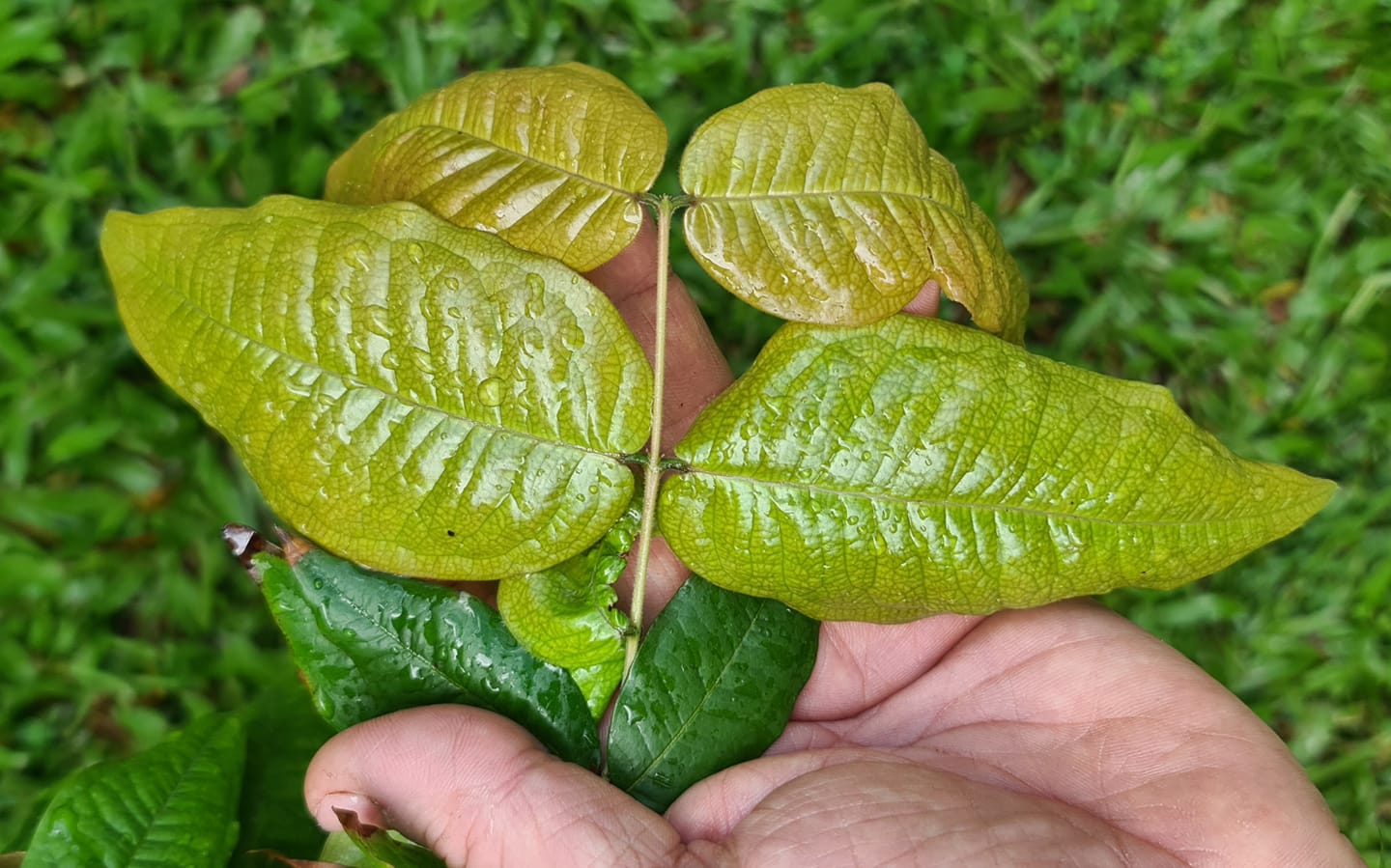 Leaves of Jaboticaba Branca Mel