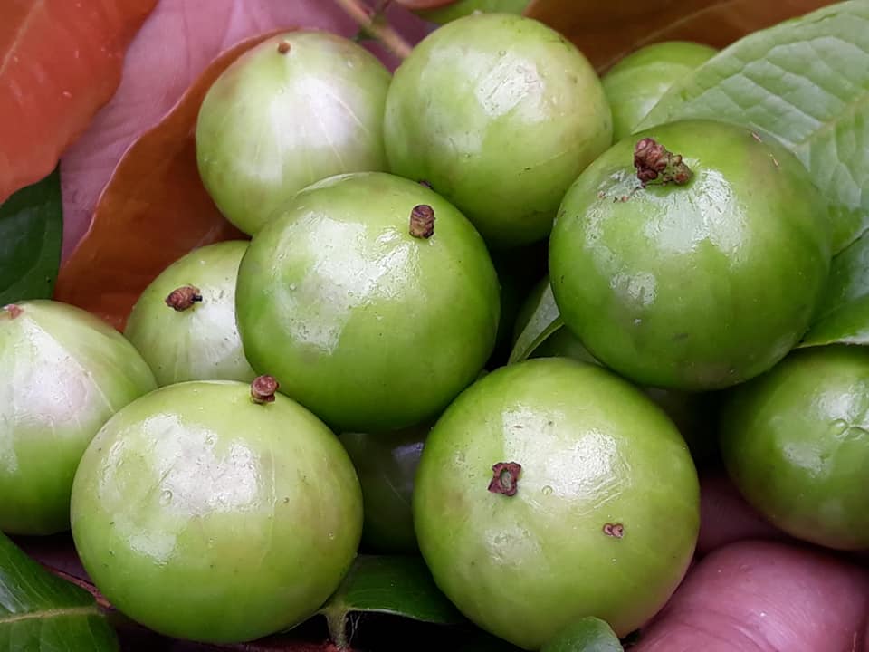 Branca Mel fruit skin is glossy and the fruit is large