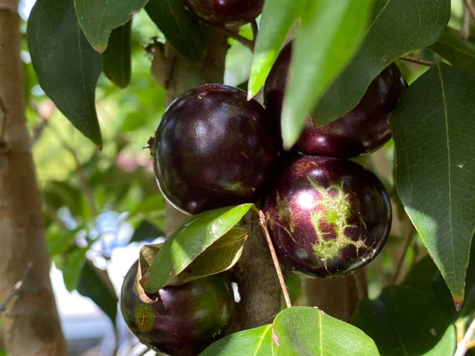 Coronata Restinga Fruits