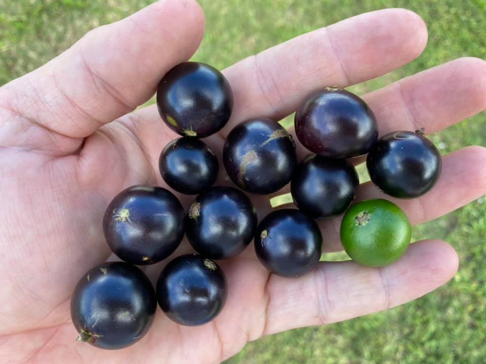 Fully Ripe Coronata Restinga Fruits