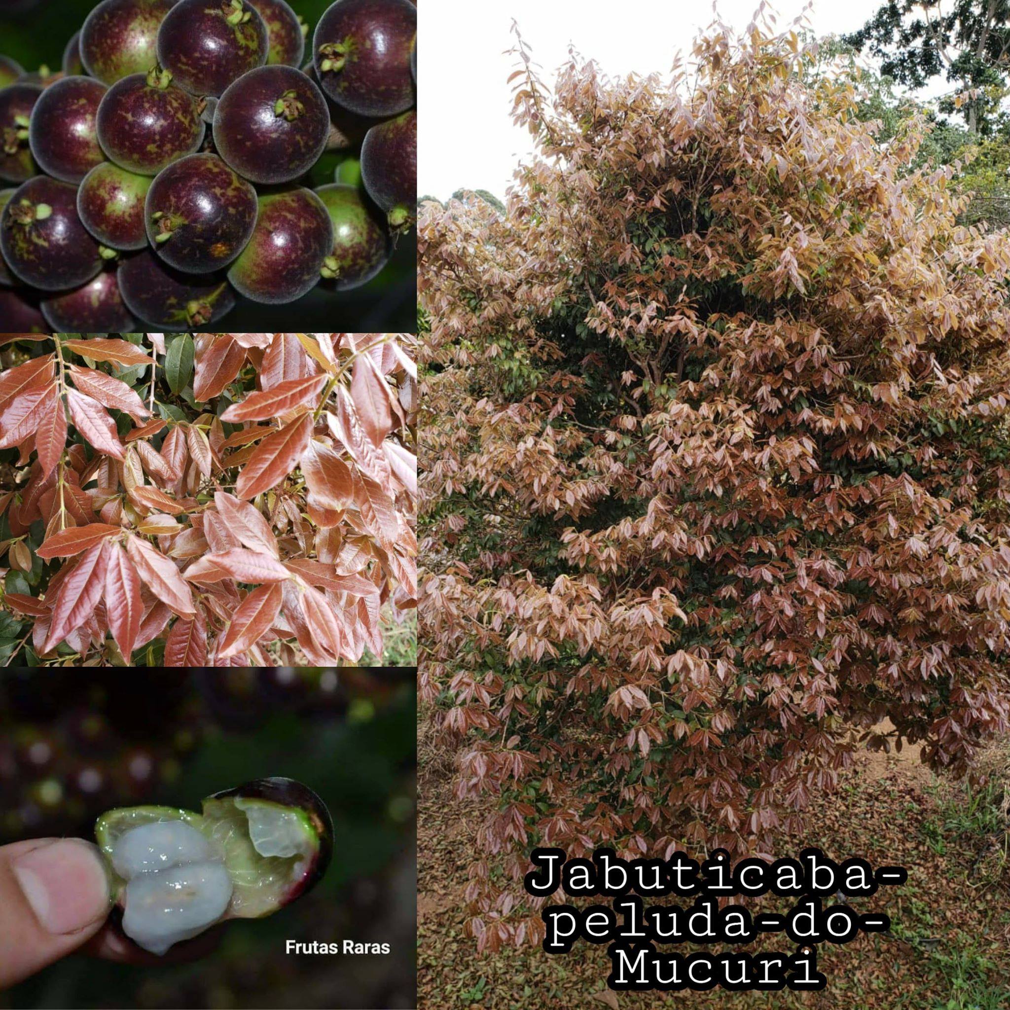 Peluda Do Mucuri