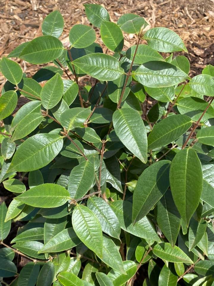 Branca Melancia