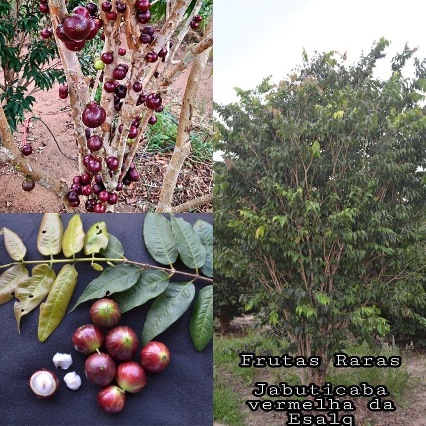Jaboticaba Esalq Red