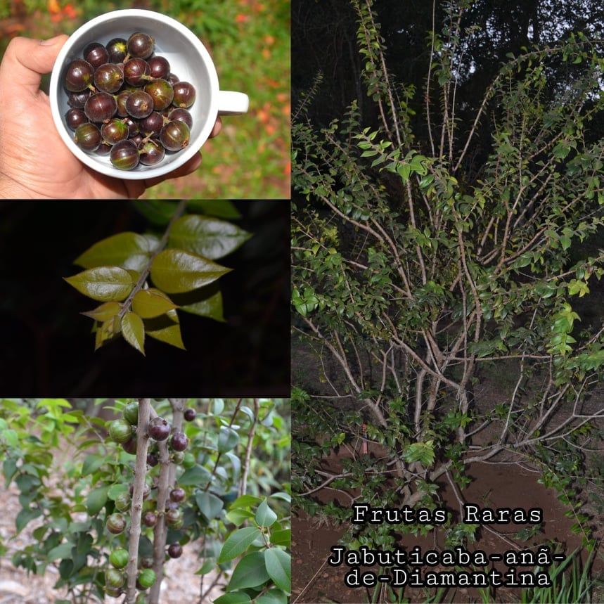 Dwarf Jaboticaba