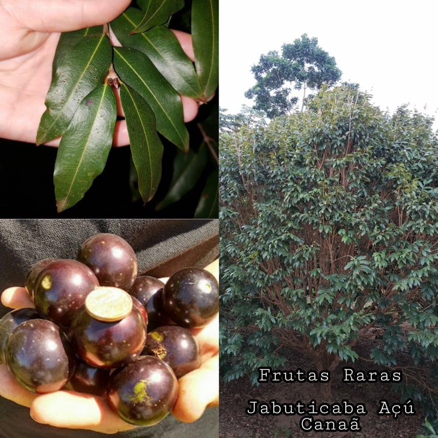 Açú-canaã