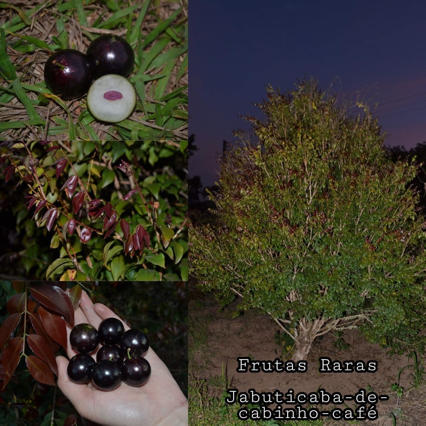Jaboticaba Cabinho Cafe