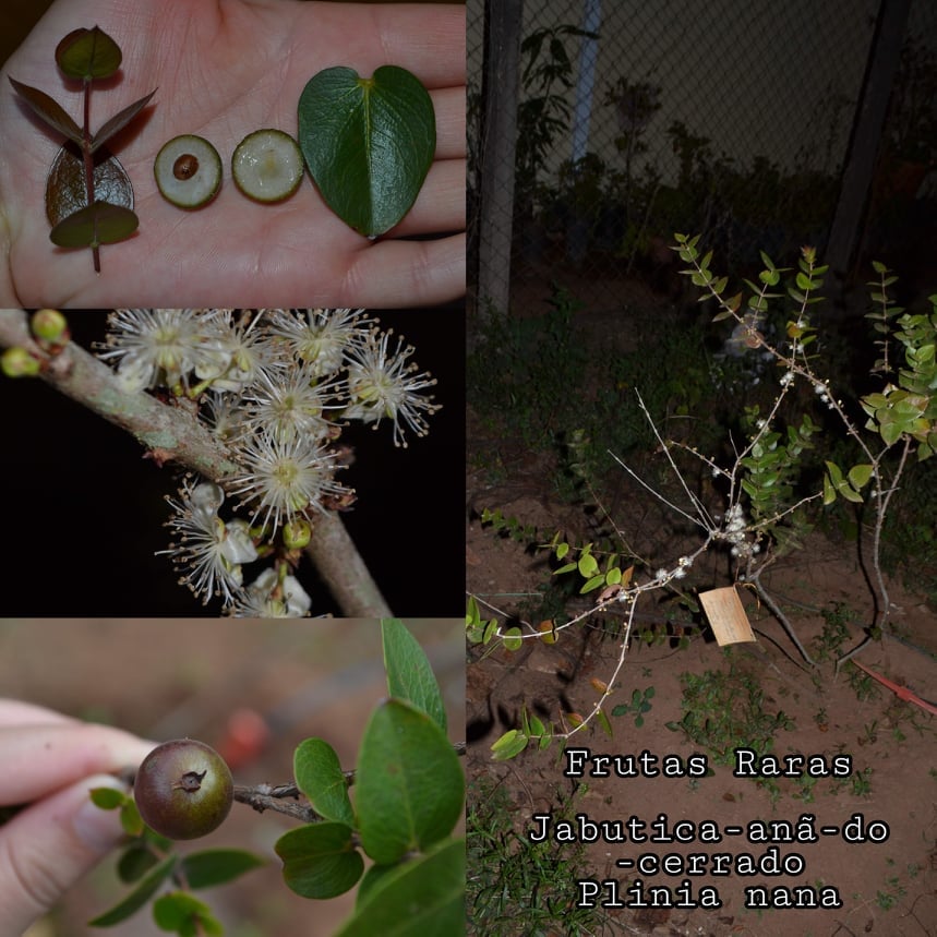 Jaboticaba Nana