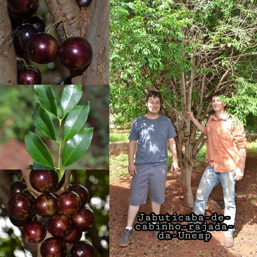 Jabuticaba de cabinho rajada da Unesp.