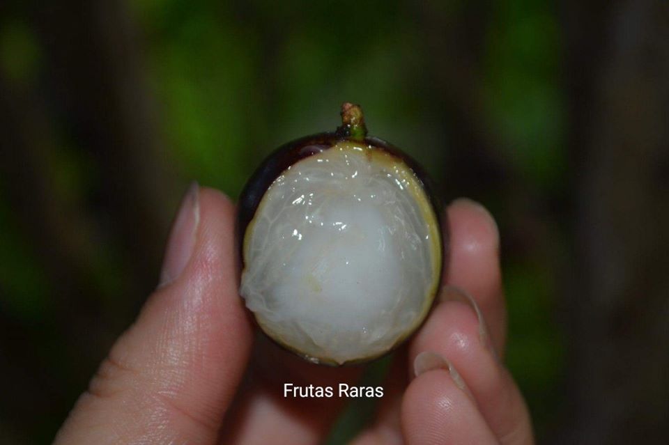 Plinia Coronata var Val-Paraiso