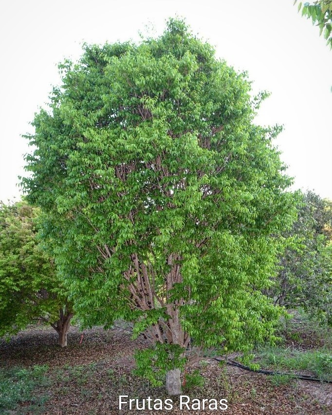 Plinia Coronata var Val-Paraiso