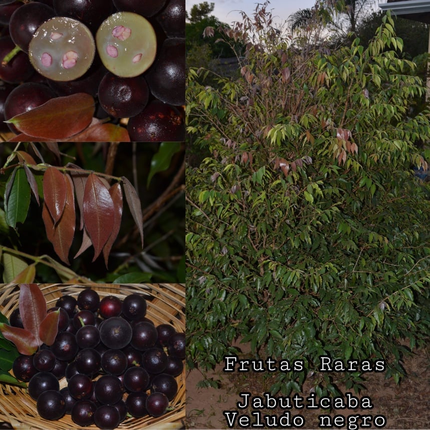 Jaboticaba Black Velvet