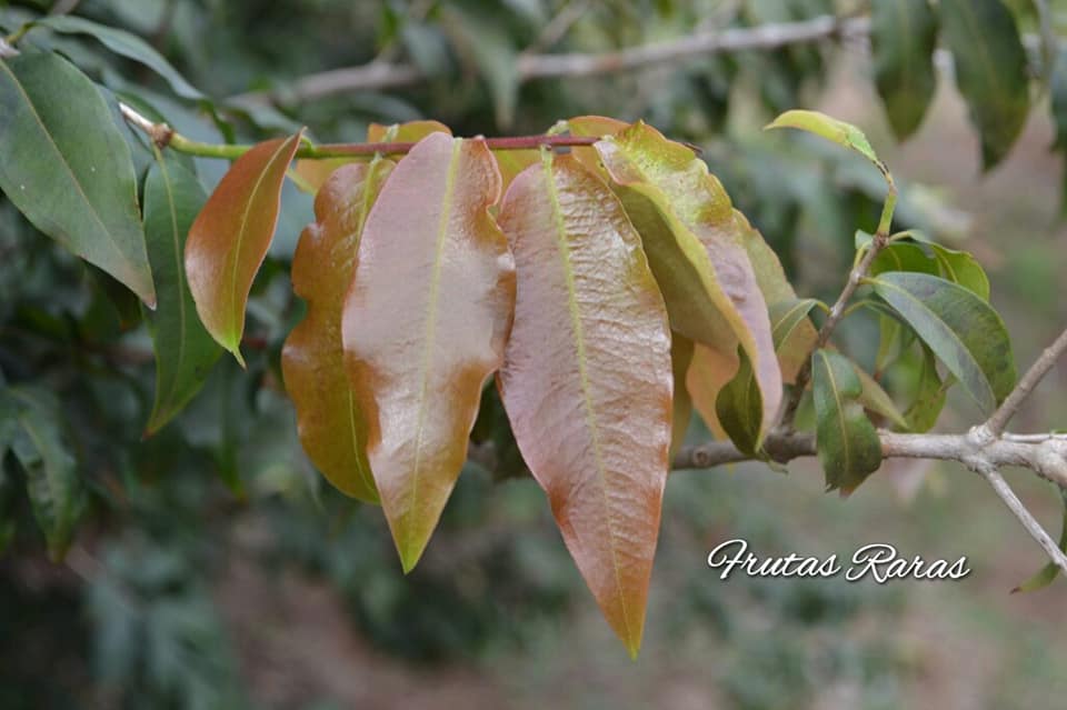olho-De-Boi leaf