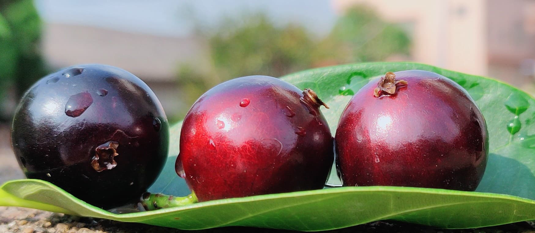 Acu Paulista fruit