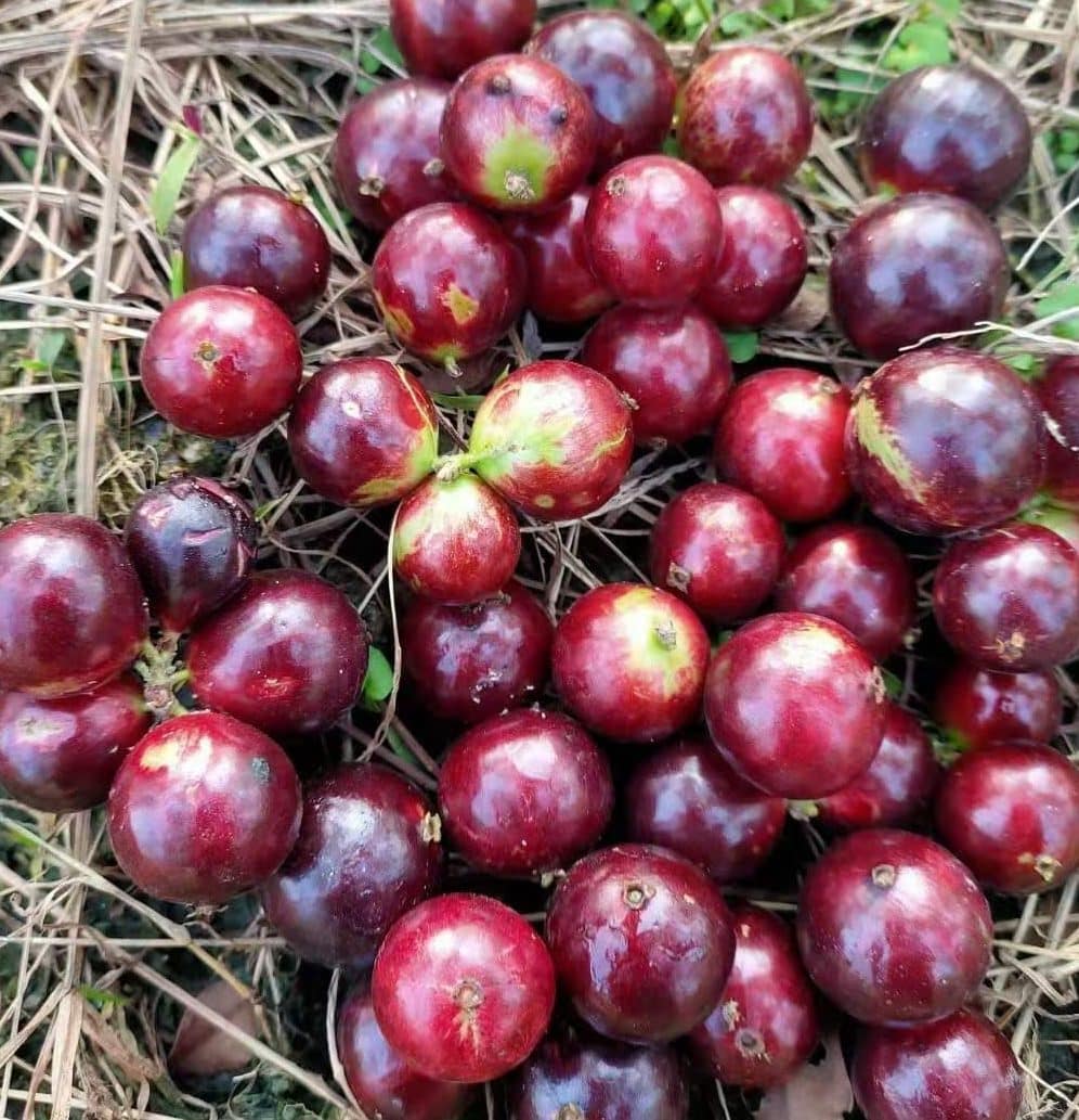 Acu Paulista Fruits