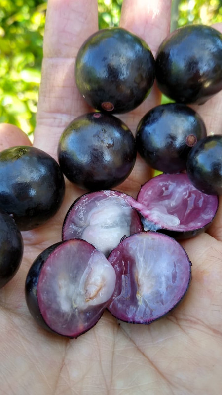Jaboticaba INTA Misiones