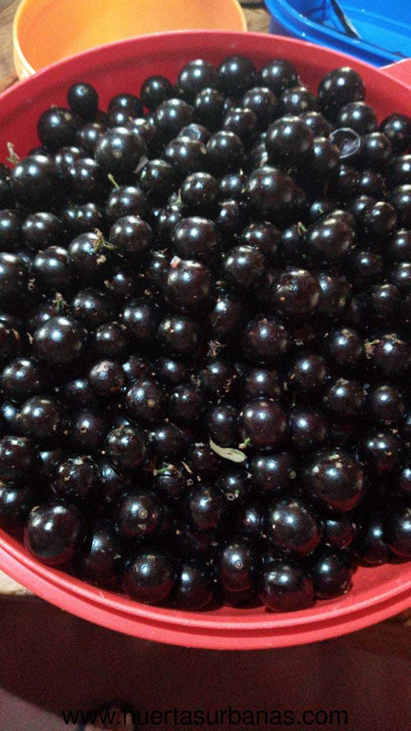 Jaboticaba INTA Misiones