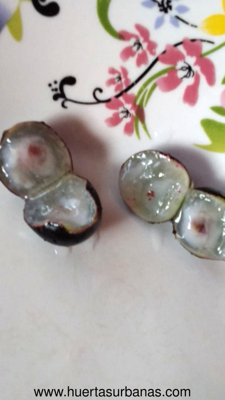 Jaboticaba INTA Misiones