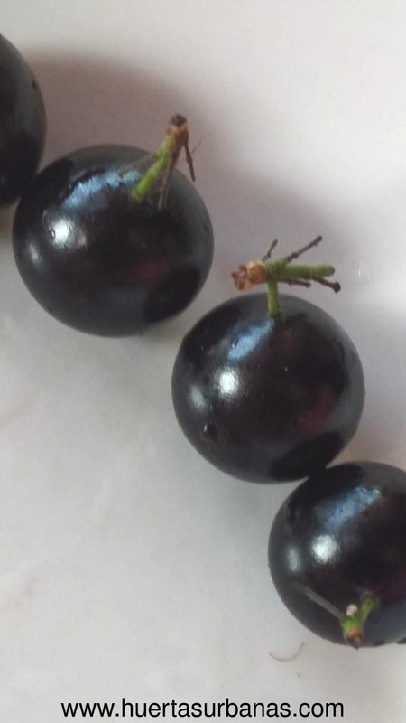 Jaboticaba INTA Misiones