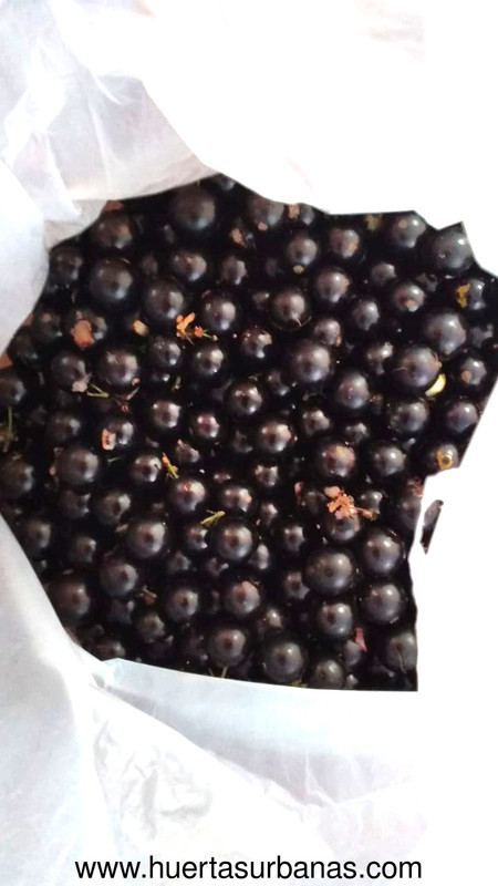 Jaboticaba INTA Misiones