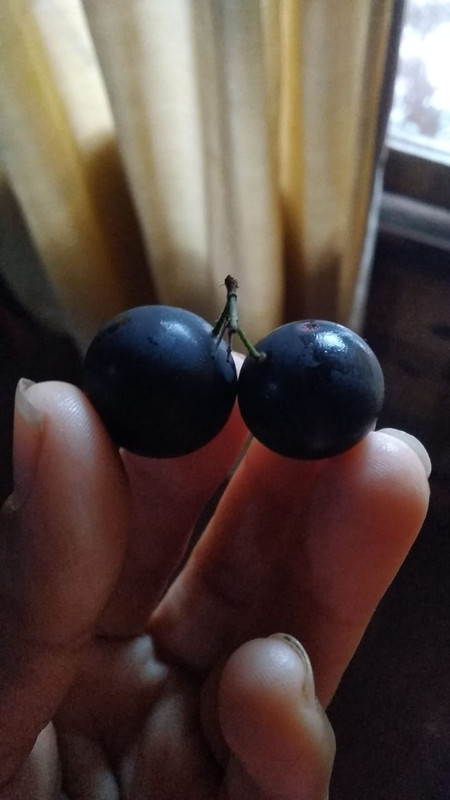 Jaboticaba INTA Misiones