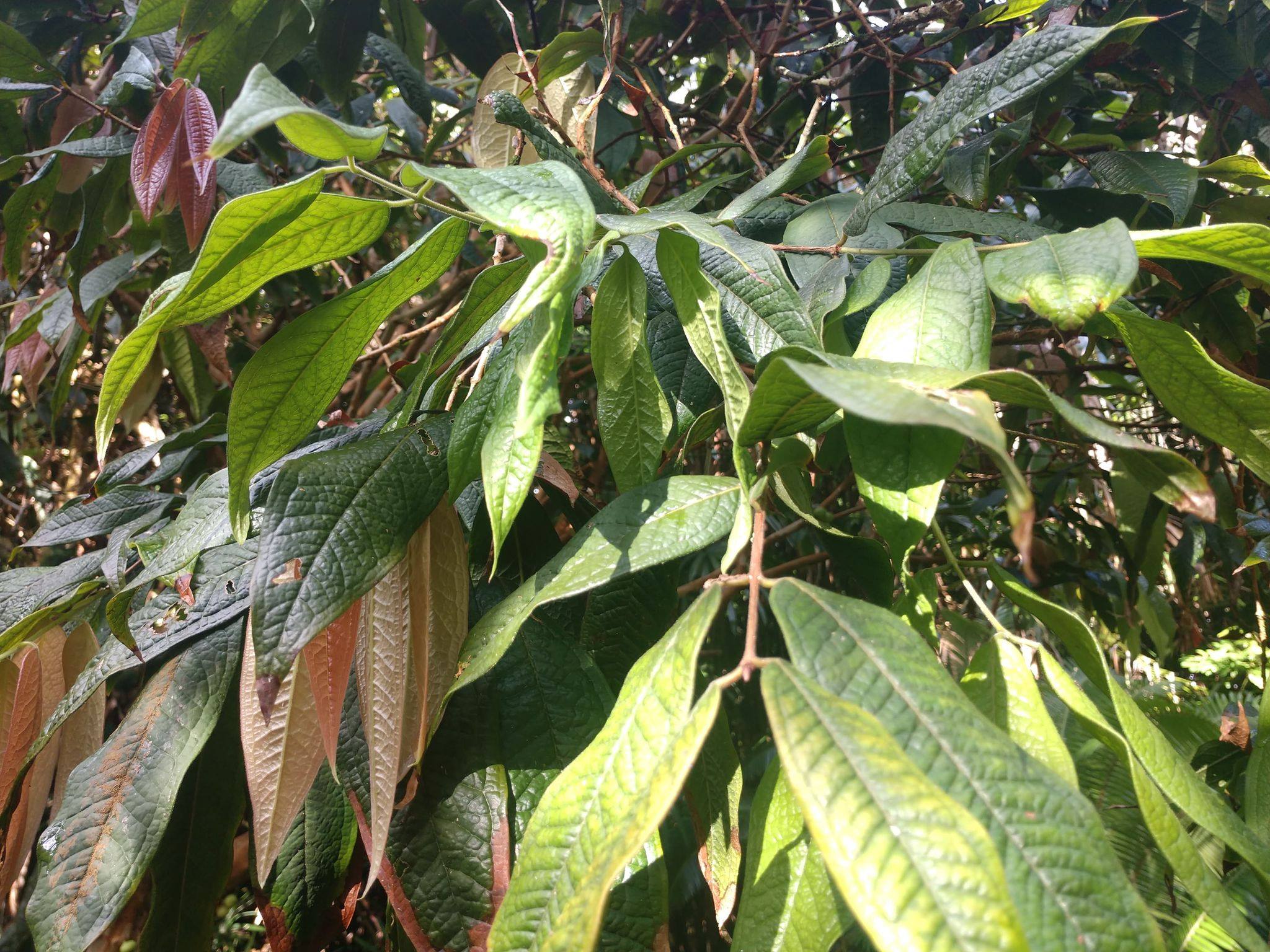 Plinia Aureana - Leaf