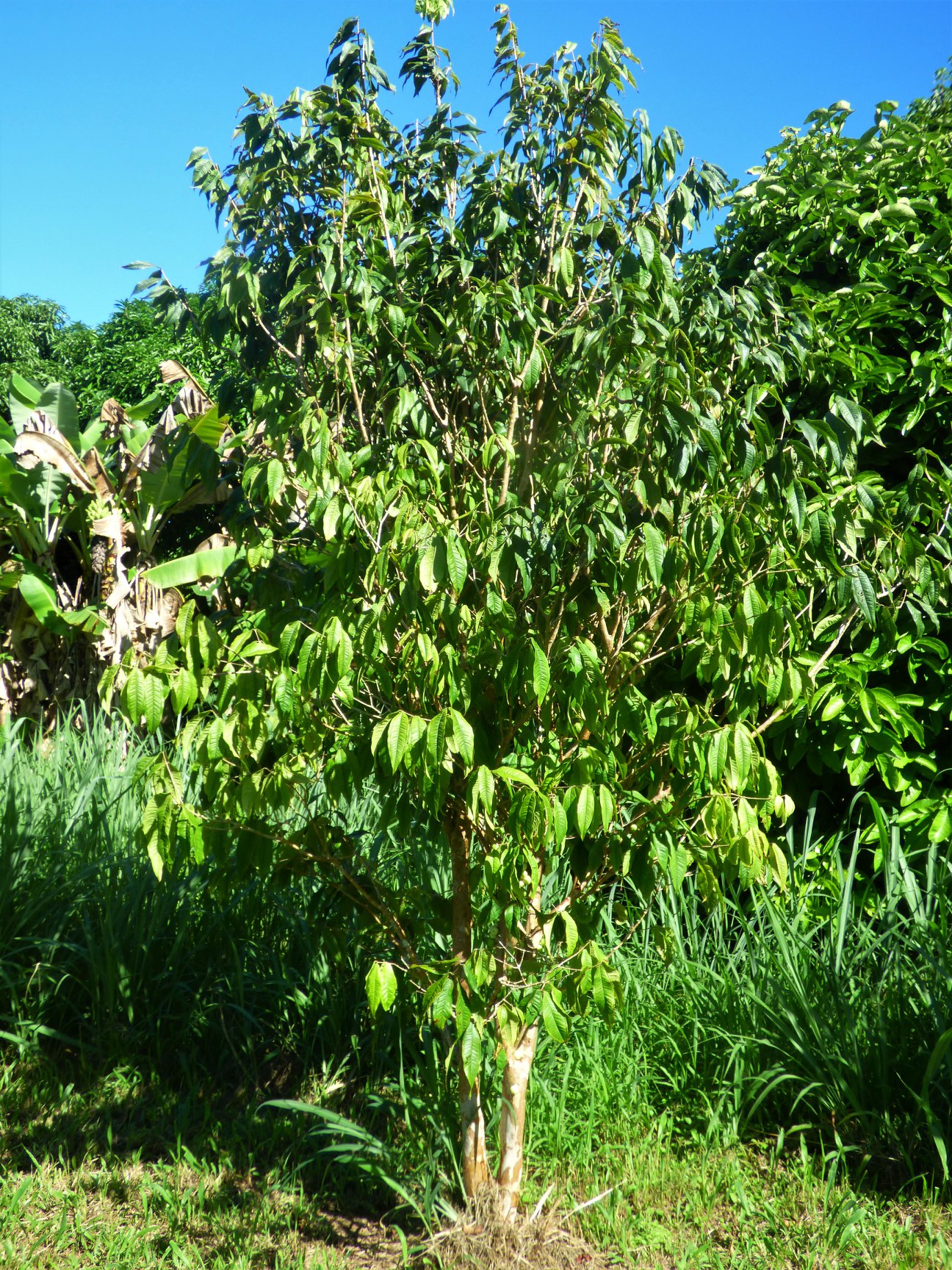 Aureana tree structure