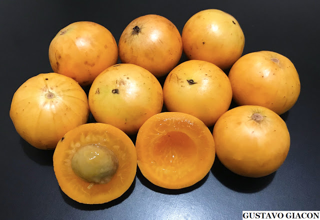Plinia Edulis - Seed to Flesh Ratio