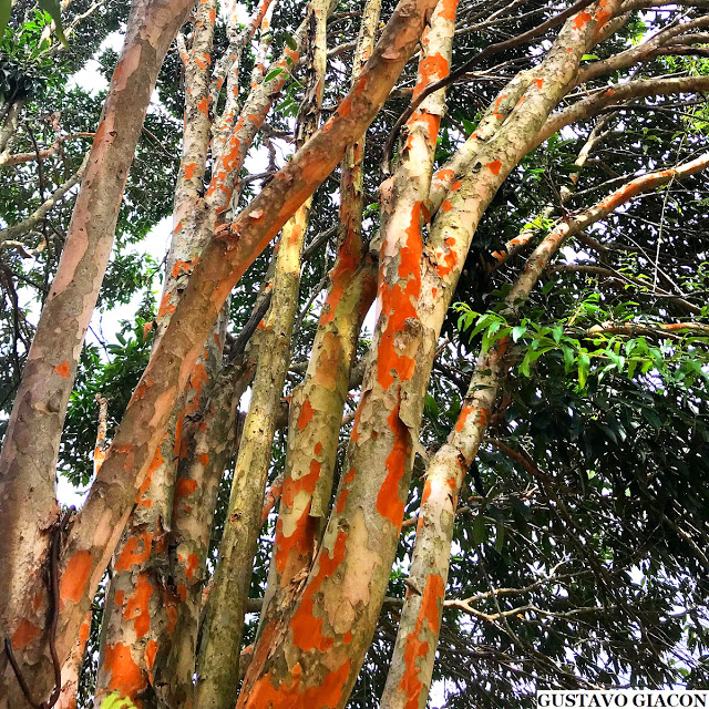 Plinia Edulis Tree