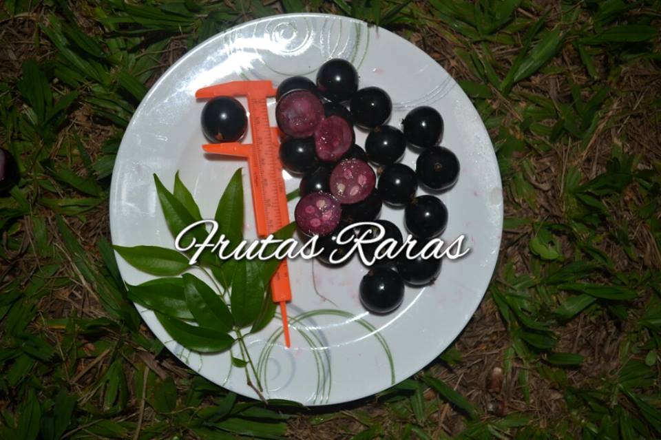 Polpa Rosea Fruits