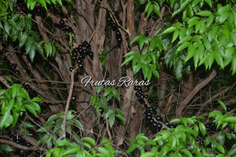 Polpa Rosea Tree