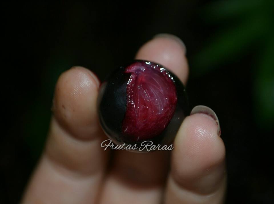 Polpa Rosea