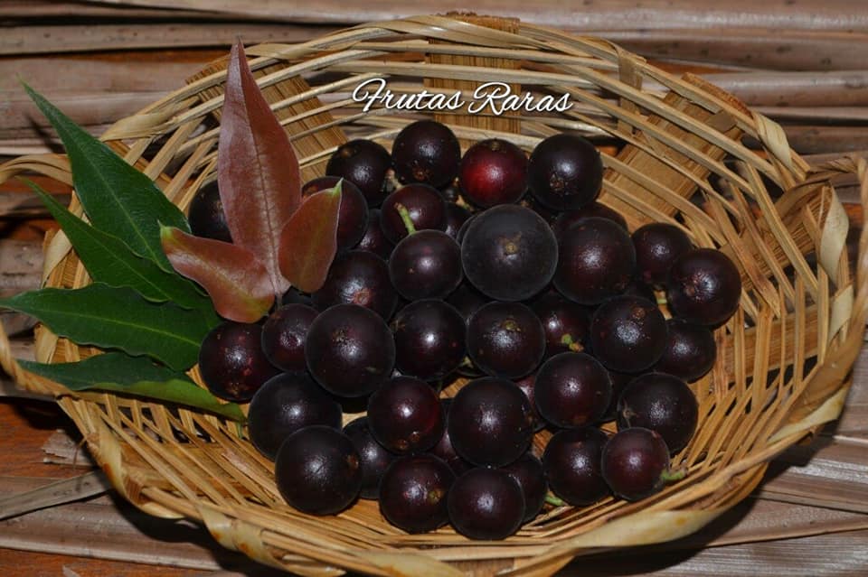 Veludo Negro Fruits