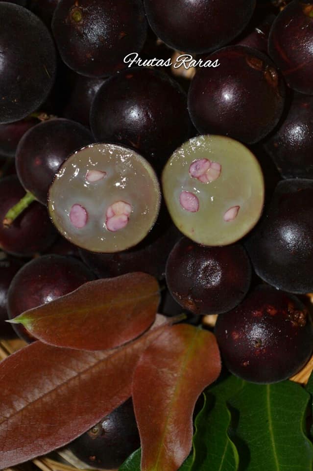 Veludo Negro Fruits