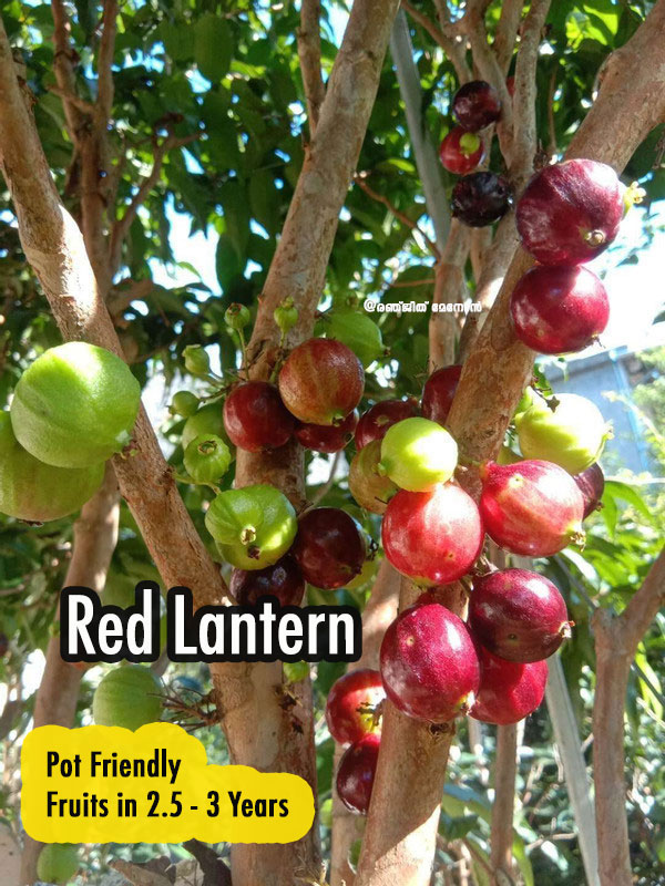 Phitrantha “Red Lantern”