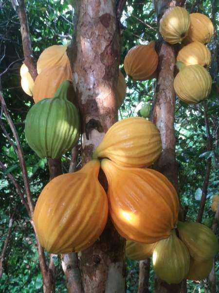 Giant Mulchi
