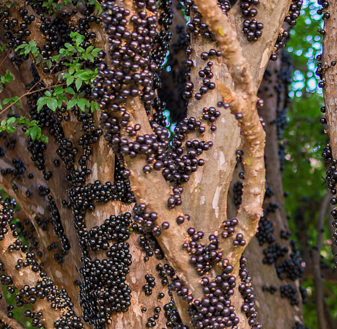 Sabara Jaboticaba abundance